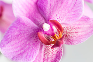 Blooming purple orchids flower. Phalaenopsis