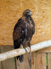Golden Eagle