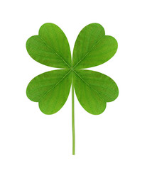 Leaf of clover isolated on white background © wolfelarry