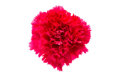 carnation flower isolated