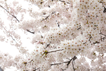 Cherry blossom