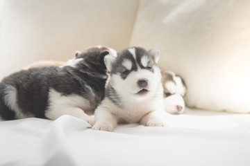 Cute siberian husky puppies lying on white bed