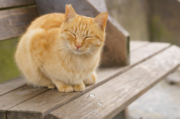 猫