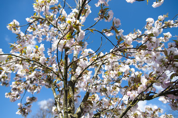 Pink blossom in spring