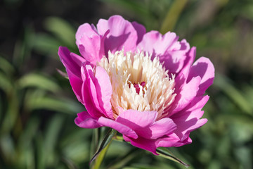 pink peony flower