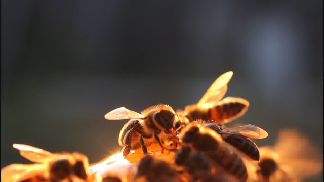 Bees in evening.
Video for relaxation. Warm tones and slow flapping insect wings calming effect.