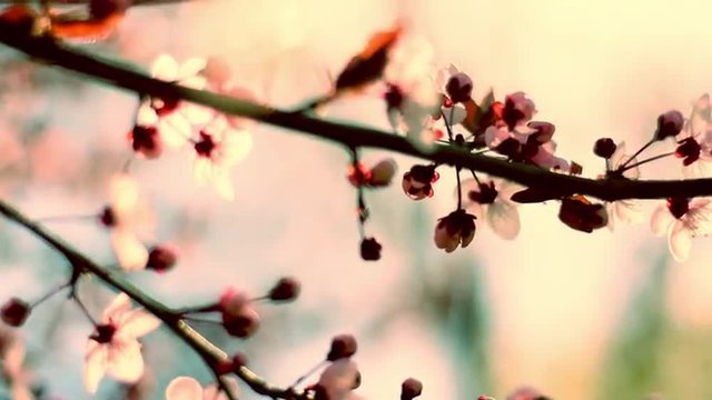 Cinematic shiny pan view of blooming pink cherry branch on the wind with lens flare at sunset. Airy nature composition of Japanese Sakura in sunny day. Shallow dof. Slow motion full HD 1920x1080
