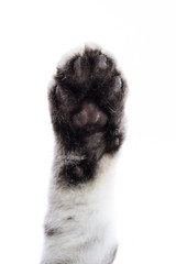 Obraz premium paw isolated on white background