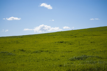 Green grass field with background mailbox cropped with white clo