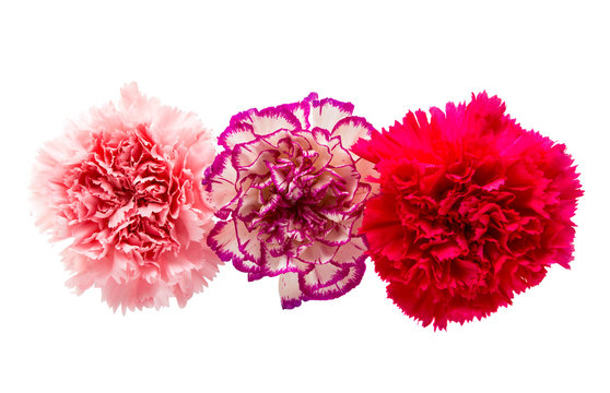 carnation flower isolated