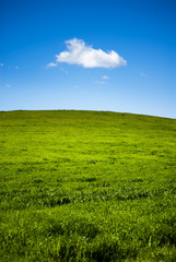 Obraz premium Green grass field with white clouds on blue sky