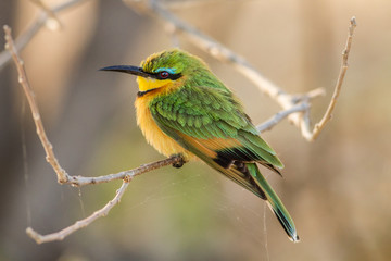 Little bee-eater (Merops pusillus), Botswana, Africa
