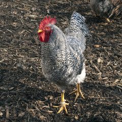 Deutscher, Sperber, Haushuhnrasse