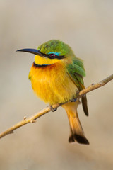 Little bee-eater (Merops pusillus), Botswana, Africa