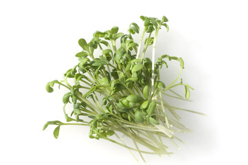 Gartenkresse; Lepidium Sativum