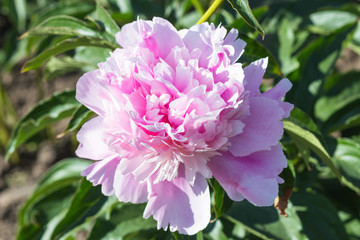 pink peony flower