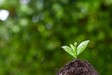 Seedling on bokeh
