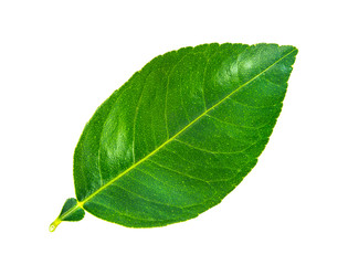 Green leaf. Isolated on a white background