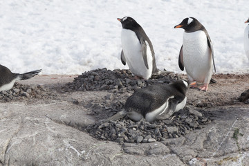 Nesting Gentoo penguins, Antarctica.