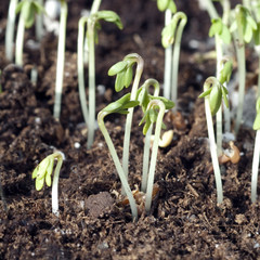 Gartenkresse; Lepidium Sativum