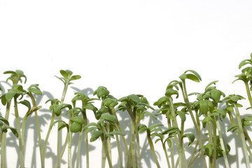 Fototapeta premium Gartenkresse; Lepidium Sativum