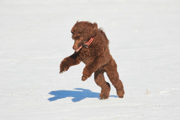 Poodle jumping in the snow in winter. Playful dog at icy field.