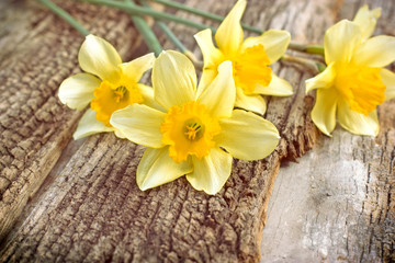 Obraz na płótnie Canvas Daffodils - Narcissus flowers on rustic wooden table