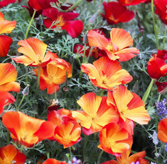 Obraz na płótnie Canvas Californian poppy flowers