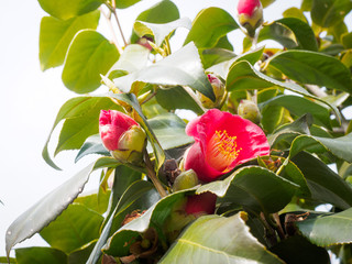 Flower of a camellia, Spring