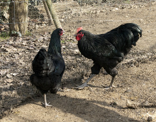 Deutsches, Langschan, Huhn,