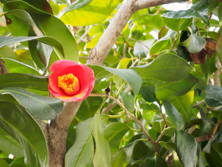 Tree of a camellia flower