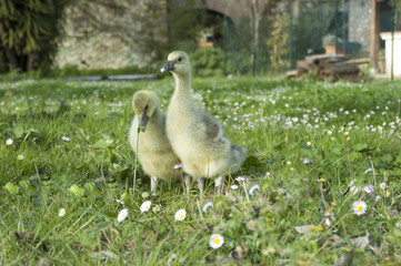 ducks among the flowers