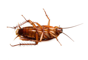 Cockroach isolated on a white background