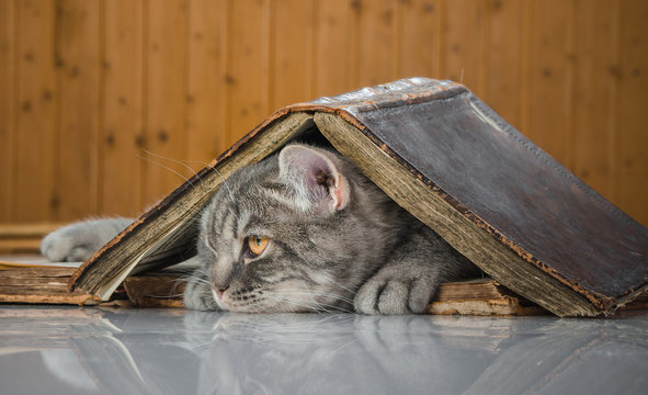 cat scientific with books