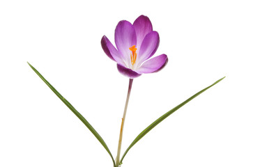 Purple Crocus flower
