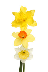 Thee different Daffodils