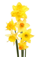 Arrangement of daffodils