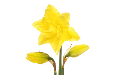 Daffodil and buds