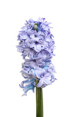 Fototapeta premium Hyacinth flower spike