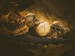 Still life skull