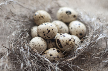 Naklejka na ściany i meble Nest with eggs of quails 