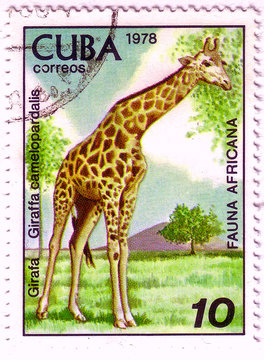 CUBA - CIRCA 1978: A stamp printed by Cuba shows fauna Africa the Giraffe - Giraffa camelopardalis, stamp is from the series, circa 1978