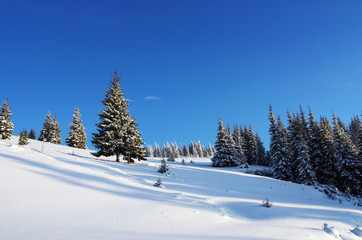 Winter trees in mountains covered with snow