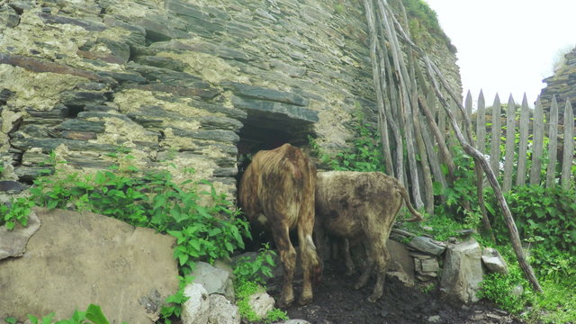 Cow on city street
