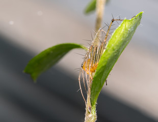 spider