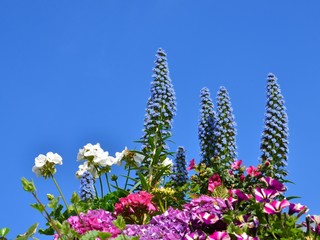 Bunte Blumendekoration mit Textfreiraum blauer Himmel