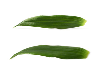 Single green chrysanthemus leaf isolated