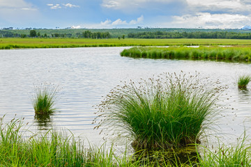 the tussock grass on the lake