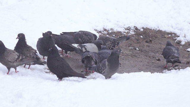 Pigeons in snow winter