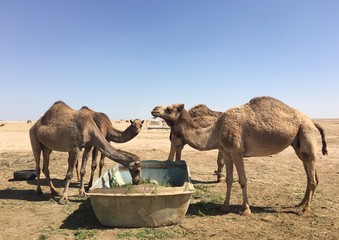 feeding camels